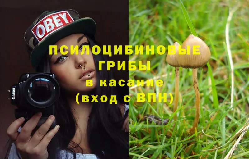 Галлюциногенные грибы Psilocybe  Баксан 